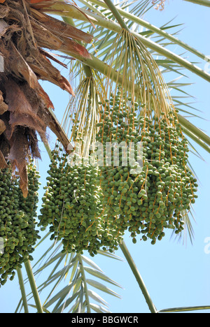 Date in crescendo al Palm Arboretum Oasis data Palm tree farm CA termica Foto Stock