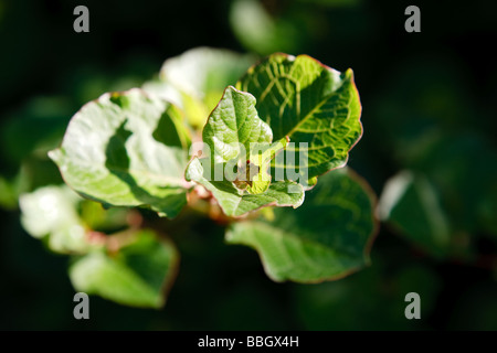 Knotweed giapponese (Fallopia japonica) Foto Stock