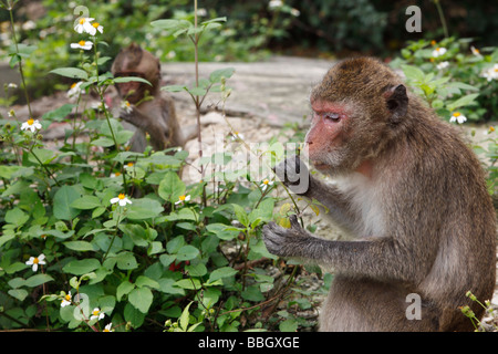 "Macaco Rhesus' scimmie 'Macaca mulatta' seduto a mangiare piante, Vietnam Foto Stock