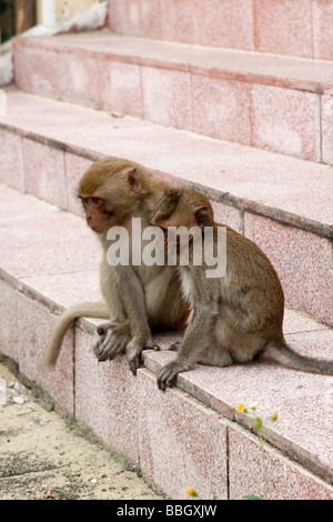 Due giovani scimmie macaco seduti insieme sui passi, Vietnam Foto Stock