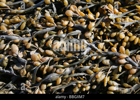 Uovo (a.k.a. Annodato) Wrack Ascophyllum nodosum mostra la capacità riproduttiva in recipienti prelevati a Hilbre Island, Wirral, Regno Unito Foto Stock