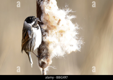 Rainham Marshes Essex 13 02 2009 Credito Bowden Garry Foto Stock