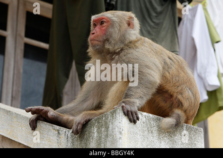 "Macaco Rhesus' monkey 'Macaca mulatta', grande scimmia adulta sat sulla parete edilizia, Vietnam Foto Stock