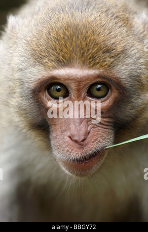 Muso di scimmia, 'macaco rhesus 'Macaca mulatta', 'close up' ritratto mangiare erba, [vista frontale], Vietnam Foto Stock