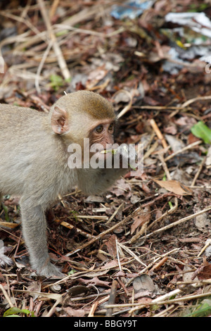 Giovani scimmia macaco foraggio per il cibo sul suolo della foresta, Vietnam Foto Stock