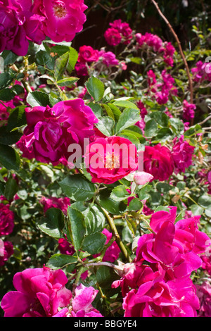 Primo piano di una rosa finale Foto Stock