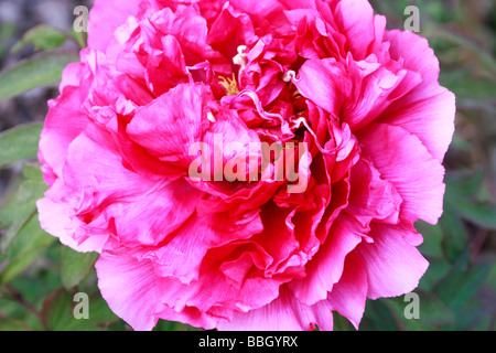 Abbondante e bella ,doppio,peonia,paeony sbocciano i fiori in piena fioritura Foto Stock