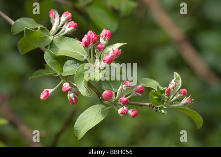 Apple a molla dei boccioli e fiori Foto Stock
