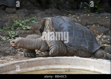 "Lonesome George' Pinta Isola Galapagos gigante tartaruga (Chelonoidis nigra abingdonii) maschio, estinto, deceduto il 24.06. 2012. Foto Stock