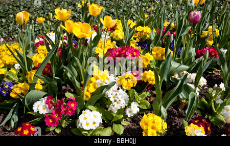 Biancheria da letto di piante in Bramhall Park. Bramhall, Stockport, Greater Manchester, Regno Unito. Foto Stock