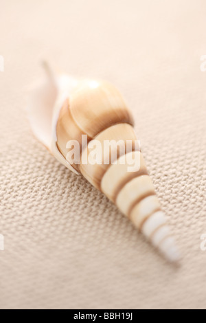 Messa a fuoco selettiva shot di shell Foto Stock