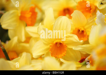 Primo piano di dettaglio Yellow Daffodils Foto Stock