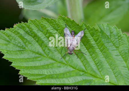 Snipe-fly Rhagio scolopacea adulto arroccato su una foglia Foto Stock