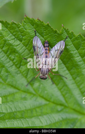 Snipe-fly Rhagio scolopacea adulto arroccato su una foglia Foto Stock