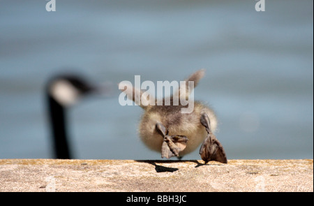 Baby Goose saltando nel lago Foto Stock