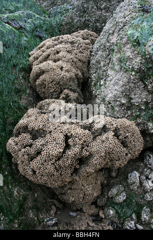 Colonia Reef del favo Worm Sabellaria alveolata a New Brighton, Wallasey, Wirral, Merseyside, Regno Unito Foto Stock