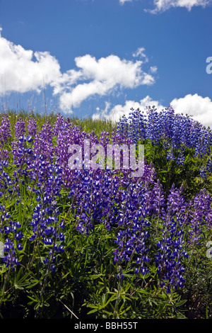 Perenni selvatiche Lupin Lupinus perennis al punto Rock Canyon Nero del Parco nazionale del Gunnison Colorado USA Foto Stock