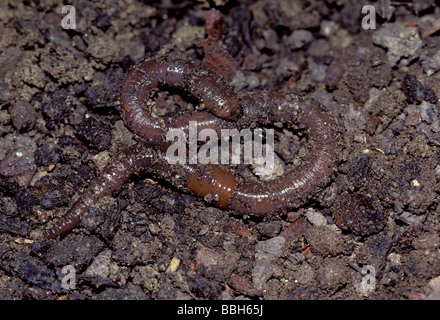 Lombrico comune (Lombrico terrestris) in suolo, Morrison Colorado US Foto Stock