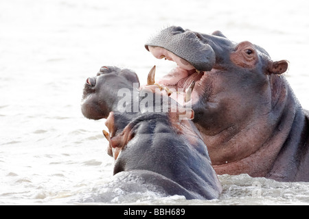 Due hippos lotta in St Lucia Estuary, Kwa-Zulu Natal, Sud Africa Foto Stock