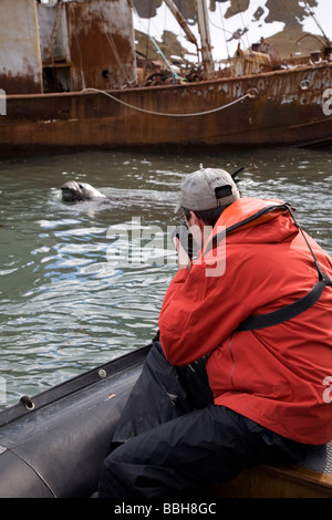 Tourist fotografare Elefante marino del sud di Grytviken, Isola Georgia del Sud, Antartide Foto Stock