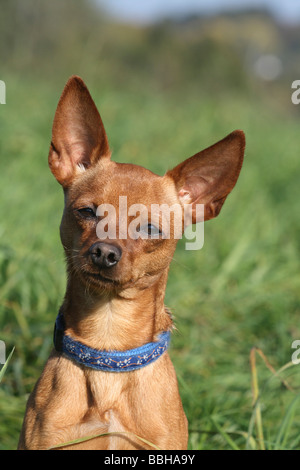 Pinscher in miniatura, ritratto Foto Stock