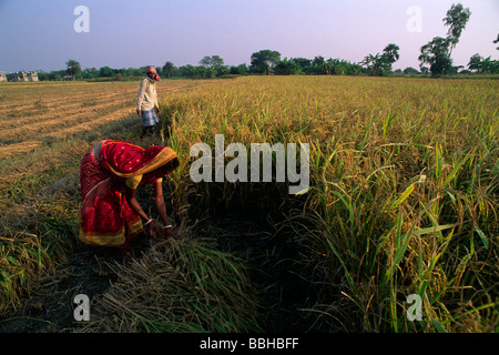 India, Bengala Occidentale, Sunderbans, coltivatori di riso Foto Stock