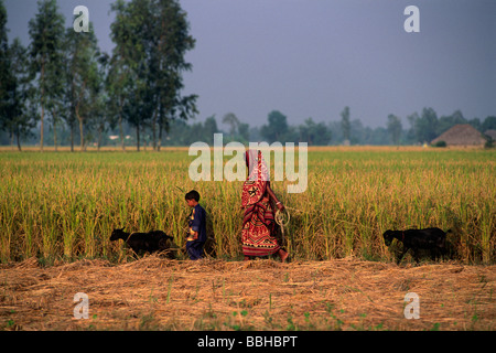 India, Bengala Occidentale, Sunderbans, raccolta di riso Foto Stock