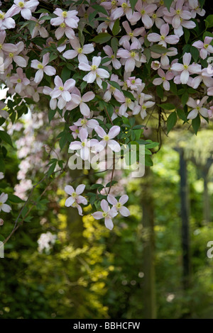 Massa di rosa pallido Clematis Foto Stock