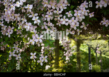 Massa di rosa pallido Clematis Foto Stock