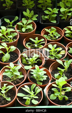 Giovani piante di petunia Foto Stock