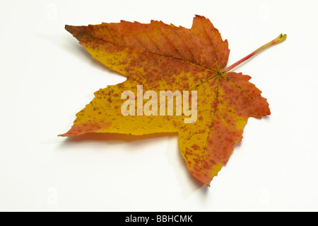 Acero di monte (Acer pseudoplatanus), le foglie in autunno colori Foto Stock