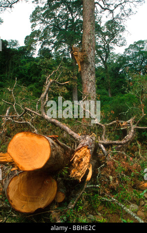 Un Mooi River logging impresa in KwaZulu Natal provincia Sud Africa è stato caricato con la registrazione illegalmente una foresta piena di antiche Foto Stock