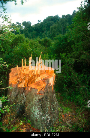 Un Mooi River logging impresa in KwaZulu Natal provincia Sud Africa è stato caricato con la registrazione illegalmente una foresta piena di antiche Foto Stock