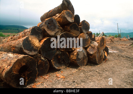 Un Mooi River logging impresa in KwaZulu Natal provincia Sud Africa è stato caricato con la registrazione illegalmente una foresta piena di antiche Foto Stock