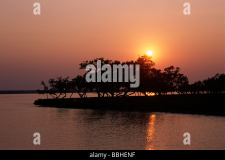India, Bengala Occidentale, Sunderbans, Delta del Gange, alberi di mangrovie al tramonto Foto Stock