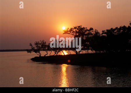 India, Bengala Occidentale, Sunderbans, Delta del Gange, alberi di mangrovie al tramonto Foto Stock