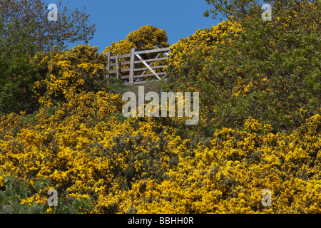 Gate e ginestre Wiveton Downs Norfolk in primavera Foto Stock