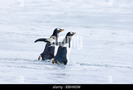 Pinguini papua Pygoscelis papua entrando in mare su Sea Lion Island Falkland Foto Stock