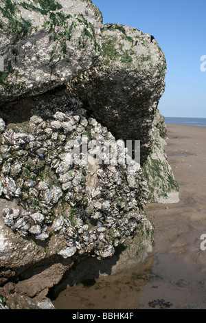 Barnacle comune incrostato Cozze Mytilus edulis sulle rocce a New Brighton, Wallasey, Wirral, Merseyside, Regno Unito Foto Stock