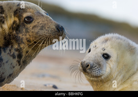 Guarnizione grigia Halichoerus gryphus femmina e pup Norfolk inverno Foto Stock