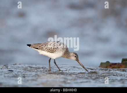 Bar tailed Godwit Limosa lapponica alimentazione su ragworm Norfolk Gennaio Foto Stock