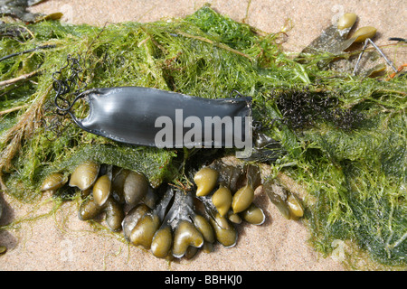 Il Mermaid Borsellino: il caso di uova di una minor Gattuccio Scyliorhinus canicula a New Brighton, Wallasey, Wirral, Regno Unito Foto Stock