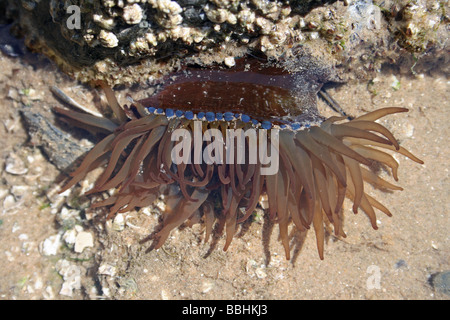 Verde mare Anemone Actinia prasina in un Rockpool a New Brighton, Wallasey, Wirral, Merseyside, Regno Unito Foto Stock