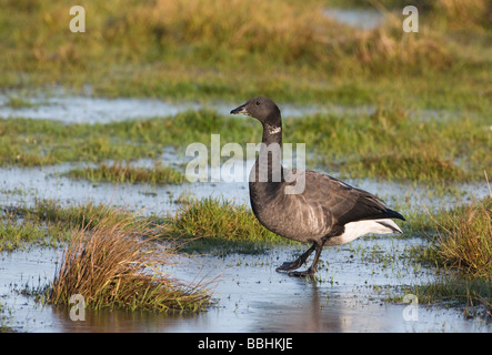 Brent Goose Branta bernicla attraversando a piedi congelati piscina Titchwell RSPB Riserva Norfolk Gennaio Foto Stock