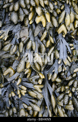 Spirale (a.k.a. Flat) Wrack Fucus spiralis mostra gonfia i recipienti riproduttiva. Prese a New Brighton, Wirral, Regno Unito Foto Stock