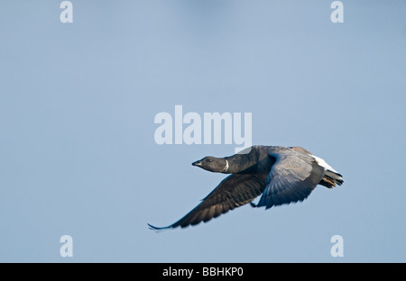 Brent Goose Branta bernicla Norfolk inverno Foto Stock