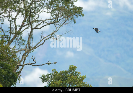 Mindanao Hornbill Mindanao Tarictic dal caso Penelopides affinis Mt Kitanglad Mindanao nelle Filippine Foto Stock