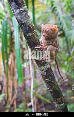 Philippine Tarsier Tarsius syrichta Bohol Filippine Foto Stock