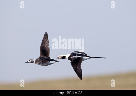 Lunga coda di anatre Clangula hyemalis coppia Shetland Aprile Foto Stock