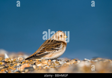 Snow Bunting Plectrophenax nivalis Salthouse Norfolk Novembre Foto Stock